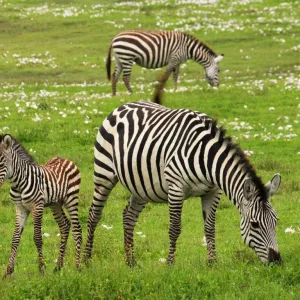 Zebra