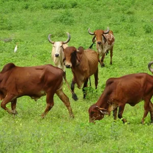 Zebu